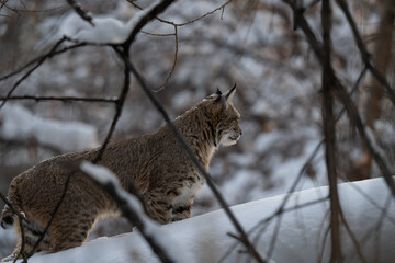 Side view of a bobcat (lynx rufus) standing in snow on a winter Colorado day