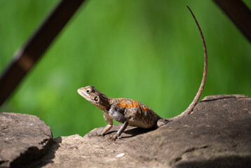 Orange and grey lizard resting in the sun with a vibrant green background - Ghana