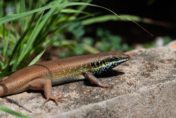 Speckle-lipped Mabuya (Trachylepis maculilabris) in the sun on a rock in Ghana