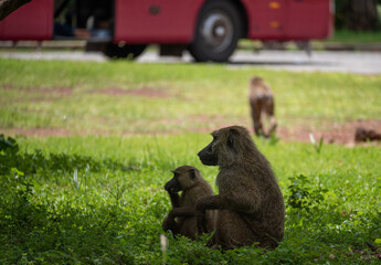 Baboon adult and infant sitting together in a grass meadow in Ghana with a safari tour bus in the background
