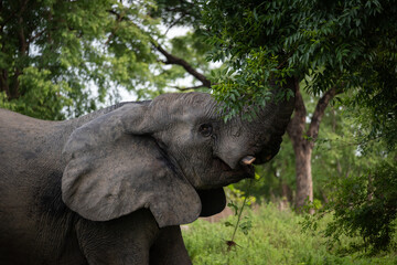 Naklejka premium Ghana wildlife - african forest elephant (Loxodonta cyclotis) reaching into a tree for leaves to eat