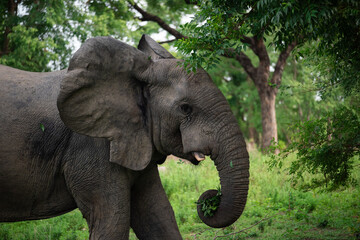 Cute african elephant calf  with ears raised, a side portrait in a lush forest in Ghana