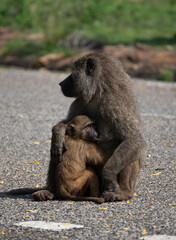 Mother baboon feeding her infant, sitting on a paved road in Ghana