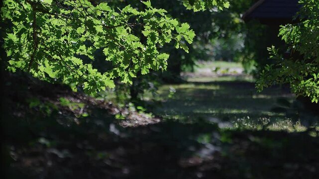Leaves of tree backlit by the sun moving in the wind above a narrow grass path, with natural blurry foreground.