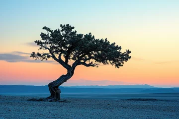 Solitary tree silhouetted against a vibrant sunset, showcasing the beauty of nature's resilience and serenity.