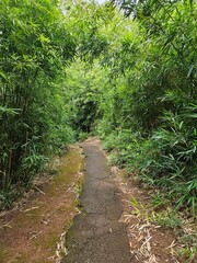 Bamboo Path