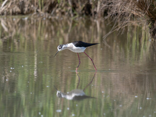 Black-winged Stilt, very long-legged wader in the Avocet and Stilt family Recurvirostridae e in a Swamp