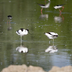 The Pied Avocet, a large Black and White Wader in the Avocet and Stilt Family, Recurvirostridae.