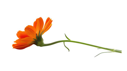 Naklejka premium Vibrant orange flower gracefully stretches against a bright blue background celebrating nature's beauty