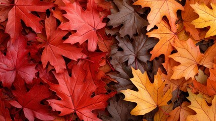 Autumn Maple Leaves Background  Red  Orange  Brown Fall Foliage Texture