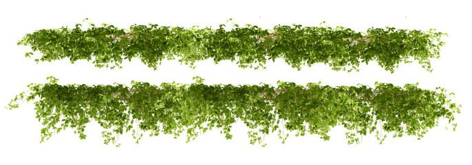 long bush grass isolated on white background