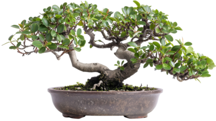 Bonsai tree showcasing intricate branches and vibrant leaves against a contrasting blue background, celebrating natural beauty and artistry