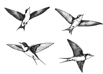 set of graphic birds swallow on white background