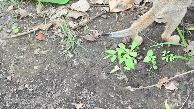 Cat sitting on a patch of grass. It has a light brown coat and appears to be looking around curiously. The cat is surrounded by dry leaves and twigs.