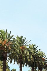 Green palm leaves against the sky, bottom up view. Nature background. Palm leaves background. Tree...