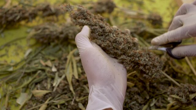 Close-up of gloved hands trimming cannabis buds with small scissors, showcasing the precision and care in processing medical cannabis. Organic cultivation concept with natural green tones.