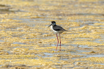 Echasse blanche,  Himantopus himantopus, Black winged , Marais salants, Limu ruppie; ruppia maritima, Guerande, Loire Atlantique, 44, France