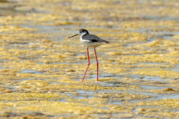 Echasse blanche,  Himantopus himantopus, Black winged , Marais salants, Limu ruppie; ruppia maritima, Guerande, Loire Atlantique, 44, France