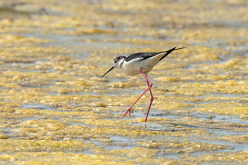Echasse blanche,  Himantopus himantopus, Black winged , Marais salants, Limu ruppie; ruppia maritima, Guerande, Loire Atlantique, 44, France