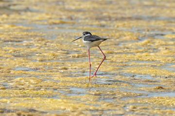 Echasse blanche,  Himantopus himantopus, Black winged , Marais salants, Limu ruppie; ruppia maritima, Guerande, Loire Atlantique, 44, France