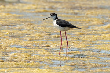Echasse blanche,  Himantopus himantopus, Black winged , Marais salants, Limu ruppie; ruppia maritima, Guerande, Loire Atlantique, 44, France