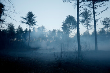 Forest at twilight, smoke-filled, burned undergrowth.  Spooky, desolate scene.