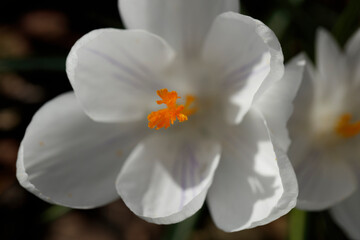 Obraz premium Close-up of a white crocus flower, showcasing delicate petals and vibrant orange stamens. Spring blossom detail.