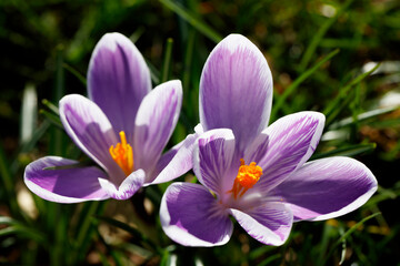 Fototapeta premium Close-up of two striped crocus blossoms, vibrant purple and white, with a blurred green background. Spring flower detail.