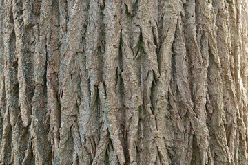 Close-up view of rough, textured tree bark.  Vertical striations and crevices are prominent.  Natural, earthy tones.