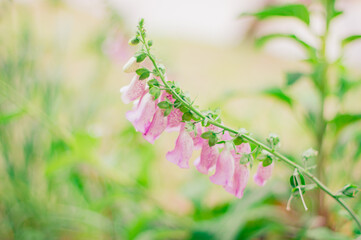 ジギタリス 　狐の手袋