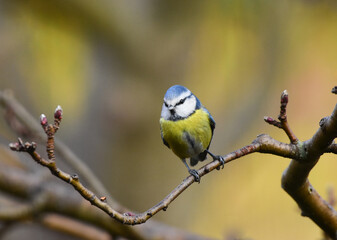 Blue Tit, Cyanistes Caeruleus Perched on a Apple Tree Branch, in Spring, Warm Blurred Background. Romania Wildlife in Natural Habitat. 