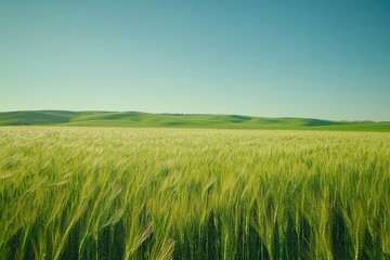 Obraz premium Vast green wheat field under a clear blue sky, rolling hills in the background.