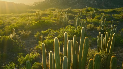 Sunlit cactus fields showcasing vibrant greenery and towering cacti set against a serene mountainous backdrop in a tranquil desert landscape.