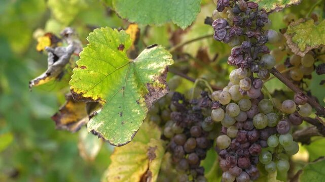Close up on Wine grapes ready to be harvested in Juran&ccedil;on AOC, a wine region in South West France.