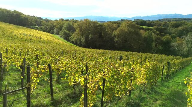 Aerial View of a Vineyard located in French terroir called Juran&ccedil;on (AOC). The vines are grown on steep mountain slopes in South West France (Crane move)