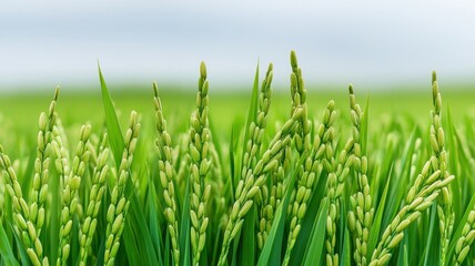 Obraz premium Lush green rice plants thrive under a clear sky, showcasing vibrant grains ready for harvest.