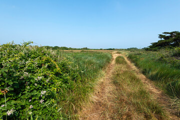 Rufus fruticosus, Roncier, Mure, Polder de Sébastopol , Réserve naturelle, Ile de Noirmoutier, Vendée, 85, France