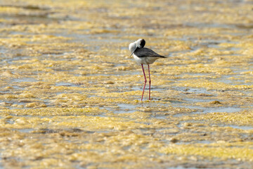 Echasse blanche,  Himantopus himantopus, Black winged , Marais salants, Limu ruppie; ruppia...