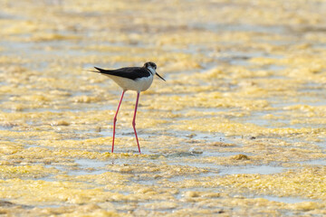 Echasse blanche,  Himantopus himantopus, Black winged , Marais salants, Limu ruppie; ruppia maritima, Guerande, Loire Atlantique, 44, France
