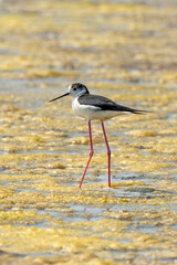 Echasse blanche,  Himantopus himantopus, Black winged , Marais salants, Limu ruppie; ruppia maritima, Guerande, Loire Atlantique, 44, France