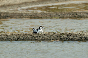 Avocette élégante, nid, Recurvirostra avosetta, Pied Avocet, marais salants , île de Noirmoutier, 85, Vendée, France