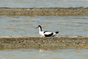 Avocette élégante, nid, Recurvirostra avosetta, Pied Avocet, marais salants , île de Noirmoutier, 85, Vendée, France