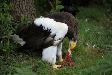 肉を食べるオオワシ