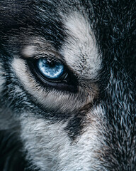 Close up of the eyes of a husky dog