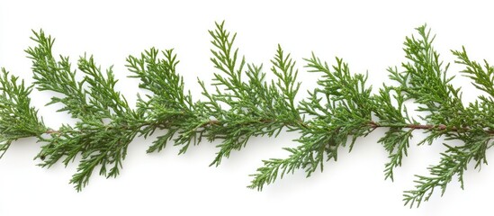 Festive evergreen branch arrangement on a clean white background for holiday decoration and seasonal design inspiration