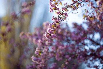 Close up of pink cherry blossom branches. Beautiful sakura flowers. Selective focus.