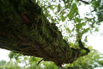 “Tranquil Japanese Park View”（静寂な日本の公園風景）