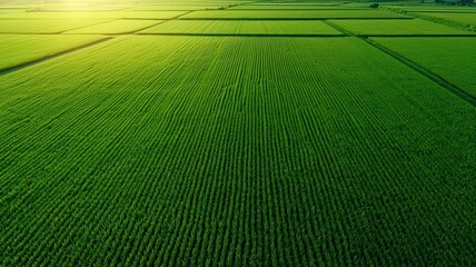 Lush green rice fields concept, Aerial view of lush green fields, showcasing uniform rows of crops, illuminated by soft sunlight, emphasizing agricultural beauty and harmony in nature.