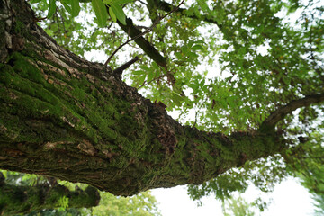 “Tranquil Japanese Park View”（静寂な日本の公園風景）