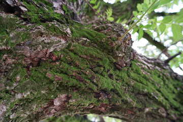 “Tranquil Japanese Park View”（静寂な日本の公園風景）